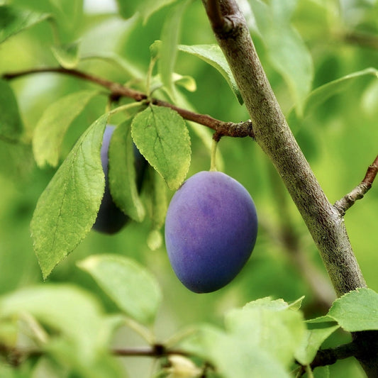 Wild Plum 'Pogauner' seedlings