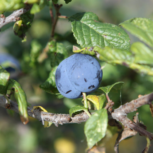 Wild Plum 'Haferschlehe' young plants