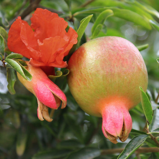 Pomegranate 'Favorite' - young plants