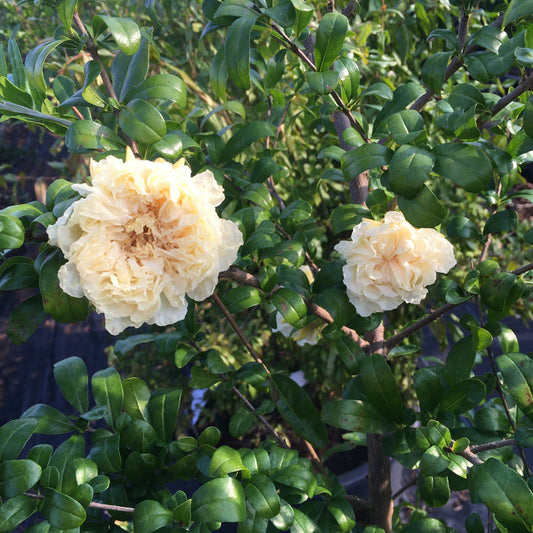 Pomegranate 'Haku Botan' - young plants