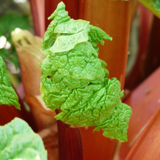 Rhubarb 'Elmsblitz' young plants