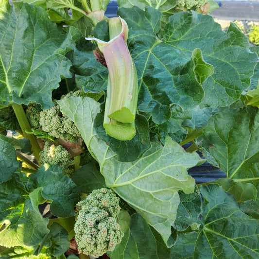 Rhubarb 'Glaskins Perpetua' young plants