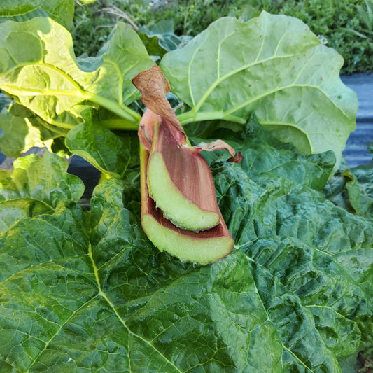 Rhubarb 'Victoria' young plants