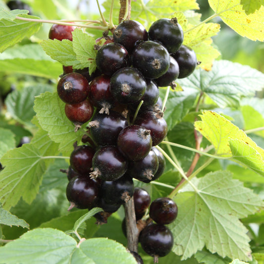 Blackcurrant Cassissima® 'Black Marble'® young plants