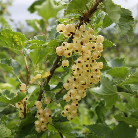Currant Ribest® 'Blanchette'® young plants