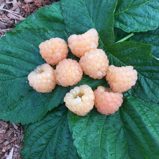 Neon Yellow Raspberry Yellow Raspberry Young Plants
