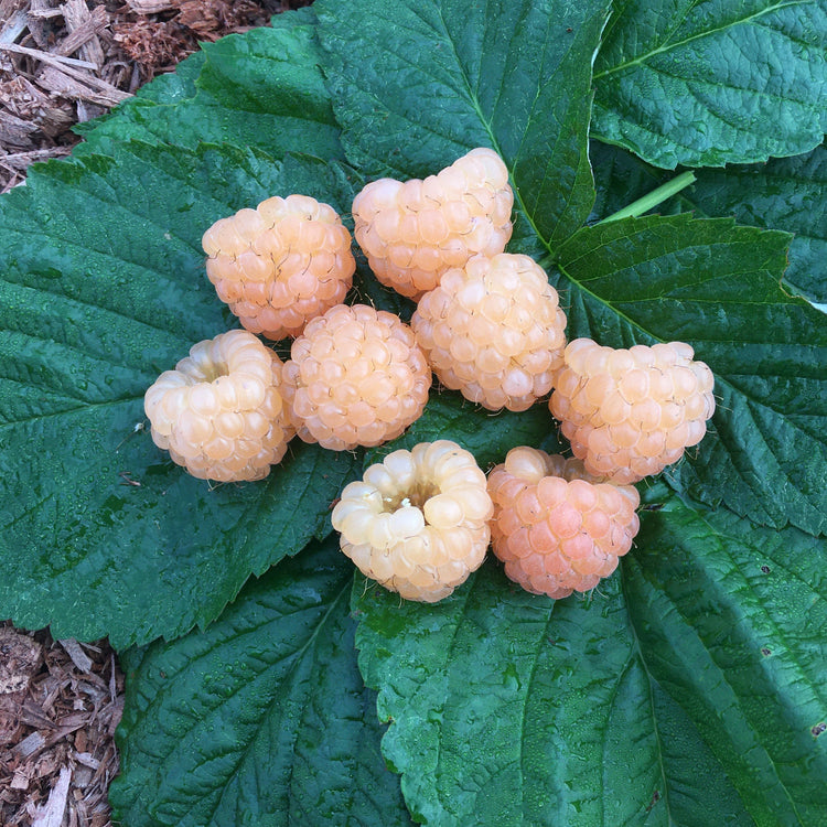 Raspberry Lowberry® 'Little Orangelina®' young plants