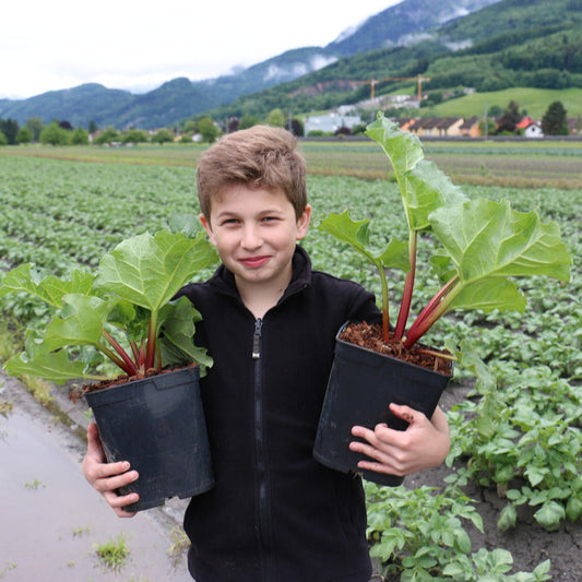 Rhubarb 'Livingstone(PBR)' young plants