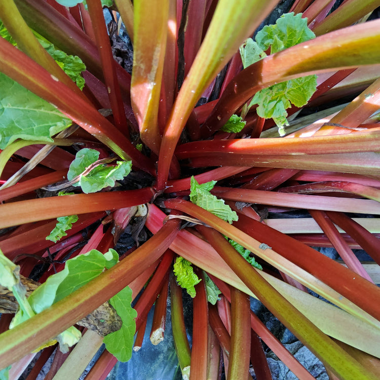 Rhubarb Everbarber® 'Potstar®' young plants