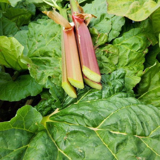 Rhubarb Everbarber® 'Cropstar®' young plants