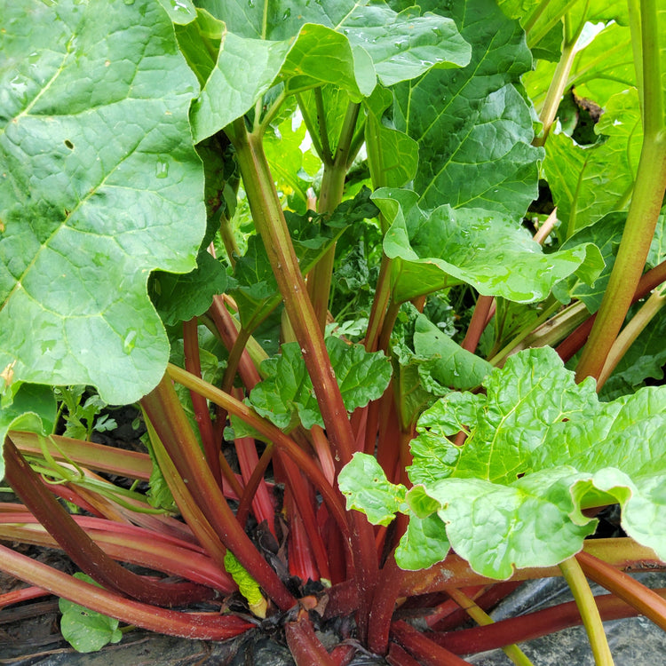 Rhubarb Everbarber® Pinkbarber® young plants