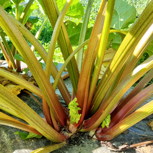 Rhubarb Springbarber® 'Kickoff®' young plants