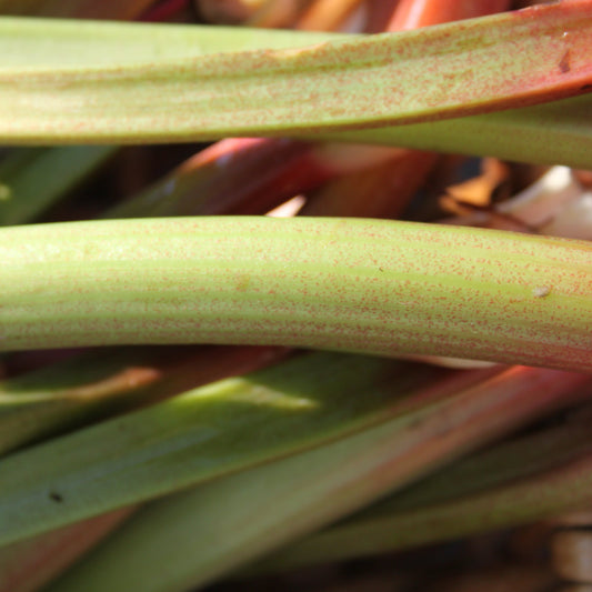 Rhubarb 'Canada Red' young plants