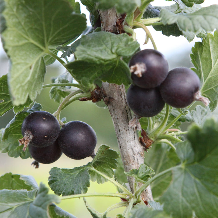 Josta berry - young plants