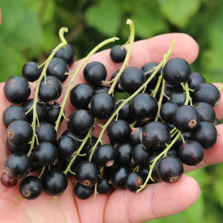 Schwarze Johannisbeere Cassissima® 'Blackbells'®-Jungpflanzen