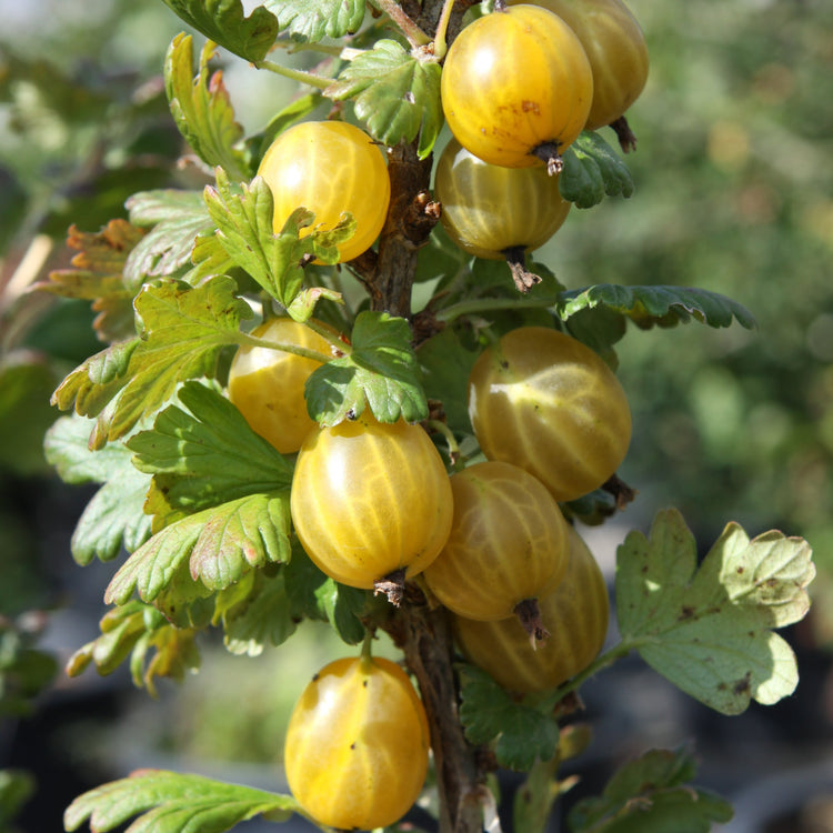 Gooseberry Crispa® Goldling® young plants