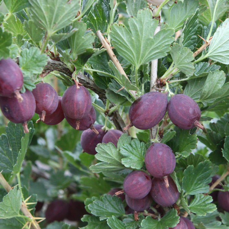 Gooseberry Hinnonmaki red young plants