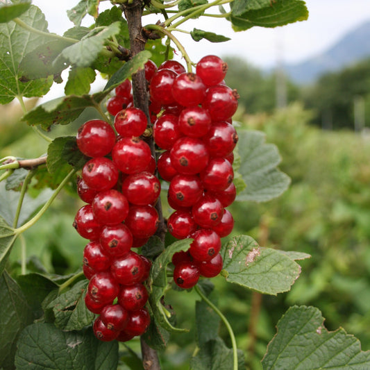 Red Currant Ribest® 'Sonette'® young plants