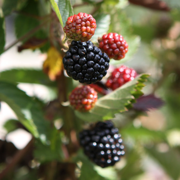 Blackberry 'Asterina' young plants