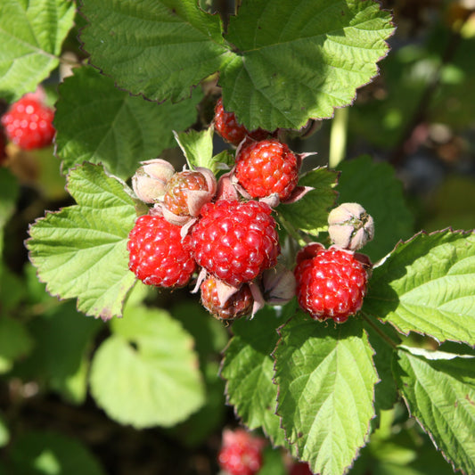 Brombeer-Hybride 'Dorman Red'-Jungpflanzen