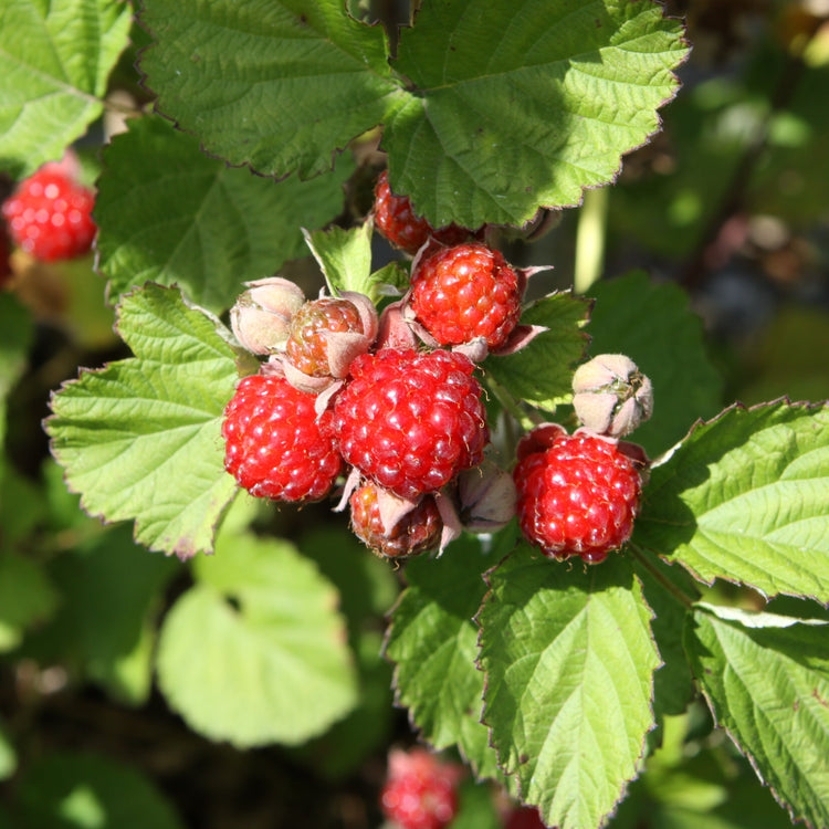 Blackberry hybrid 'Dorman Red' young plants