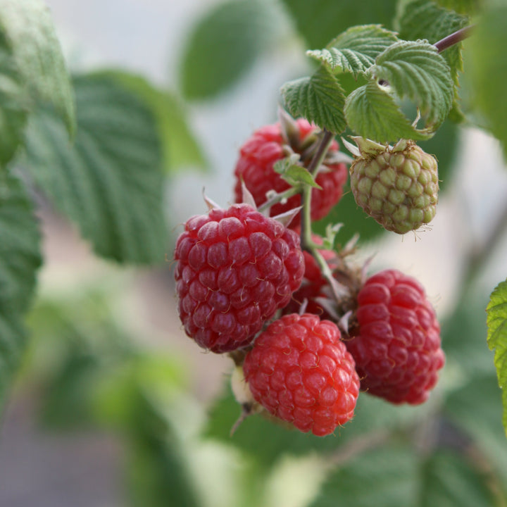 Thornless Raspberry Young Plants