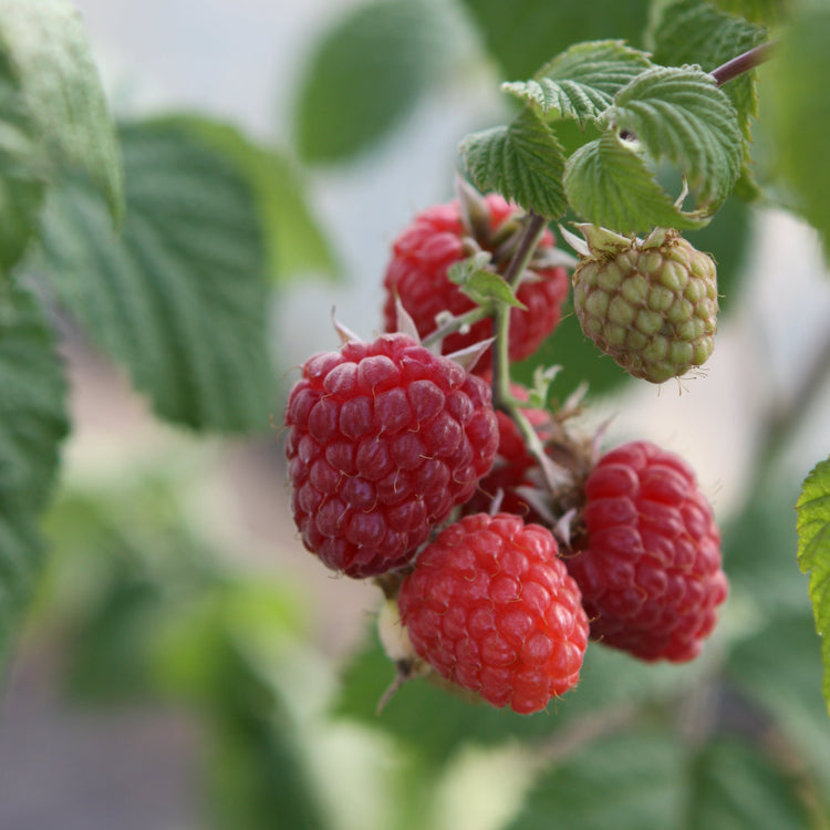 Raspberry 'Glen Ample' - young plant