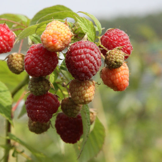 Raspberry 'Heritage' - young plant