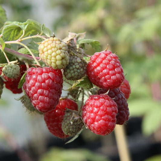 Raspberry 'Himbo Top'® - young plant
