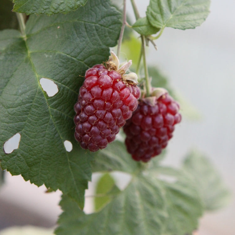 Brombeer-Hybride 'Buckingham Tayberry'-Jungpflanzen