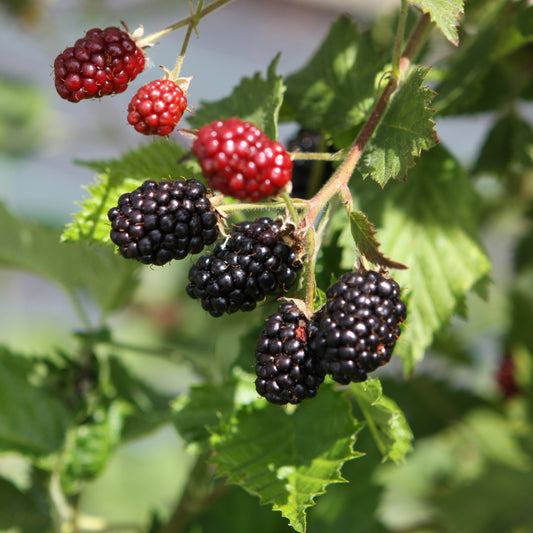 Blackberry Loch Ness' young plants