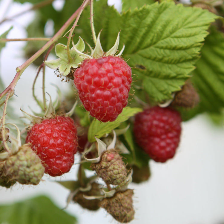 Raspberry 'Malling Promise' - young plant