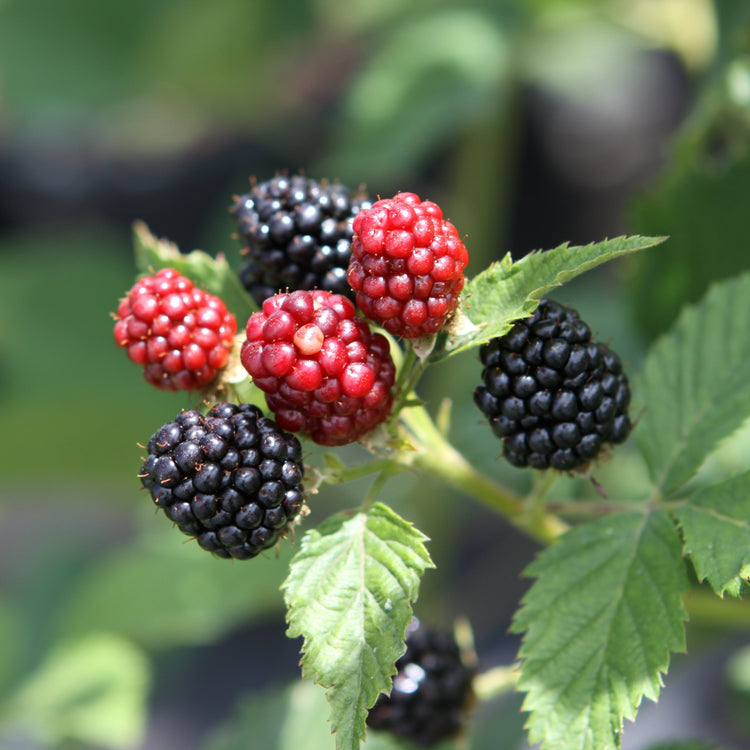 Blackberry Navaho® 'Bigandearly'® young plants