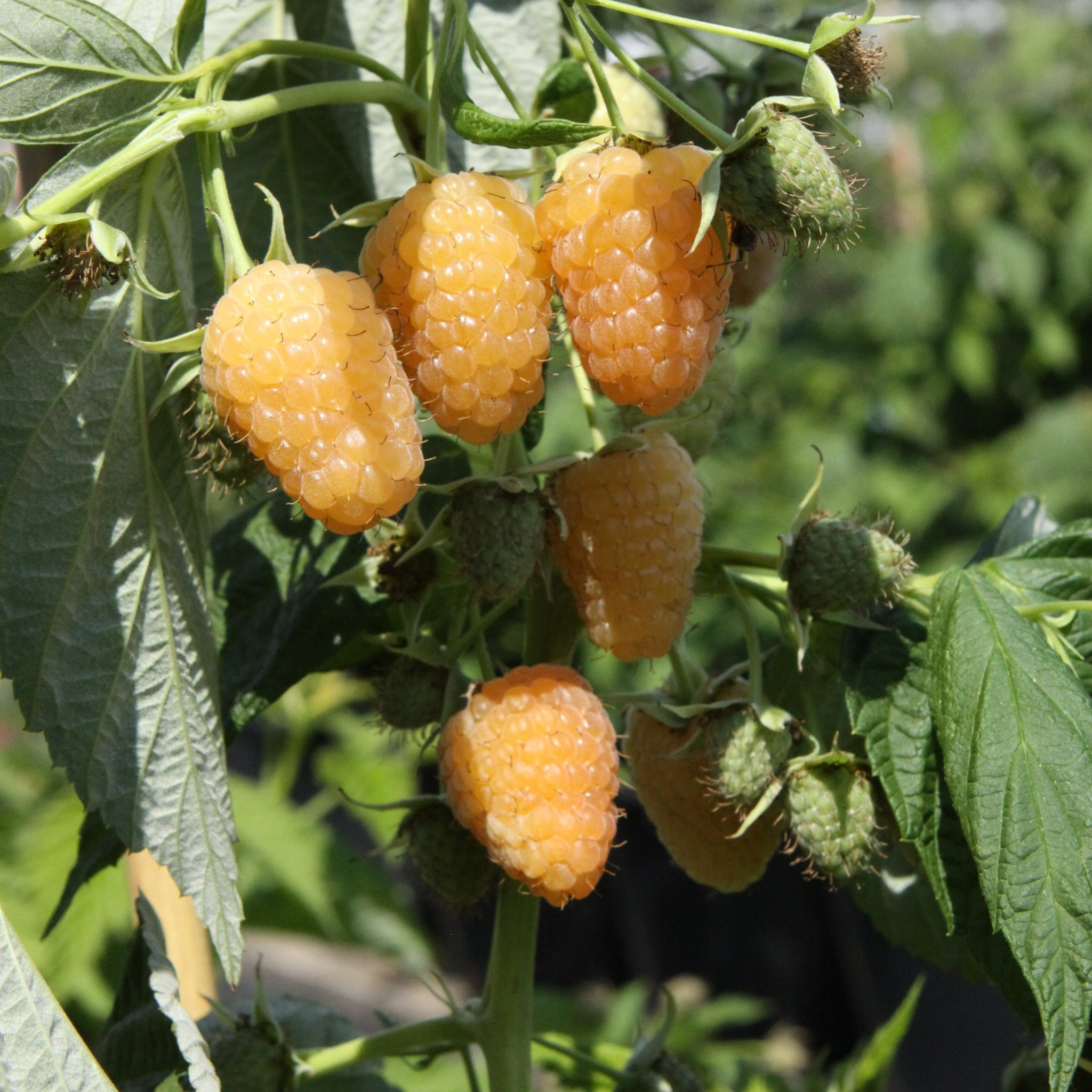 Autumn Raspberry Bush Raspberry Primeberry® 'Autumn Amber®' young plants