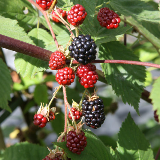 Blackberry 'Triple Crown' young plants