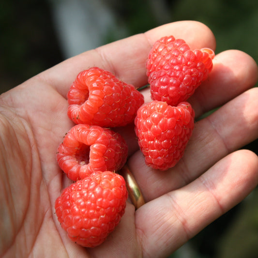 Heritage Red Raspberry – Silver Creek Nursery Ltd.