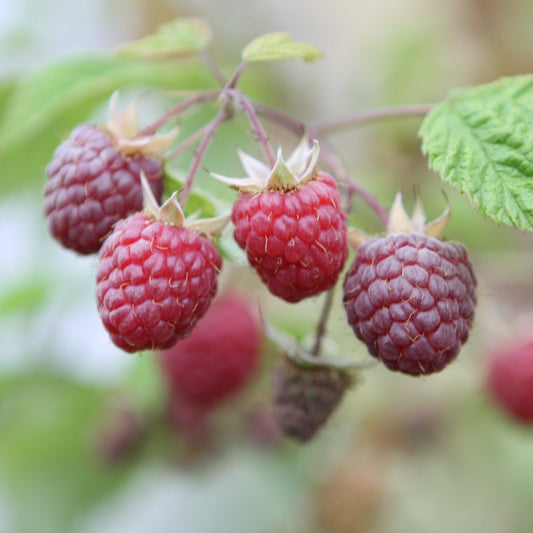 Raspberry 'Williamette' - young plant