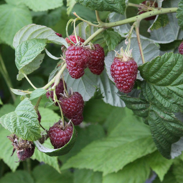 Raspberry 'Zefa III' - young plant