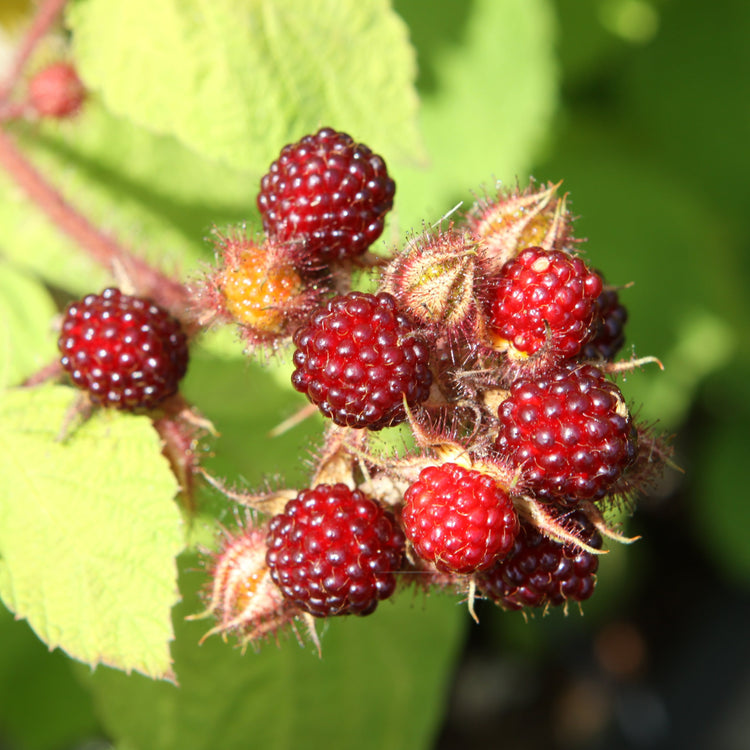 Japanese wineberry young plants