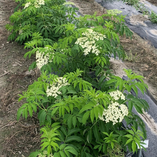 Garden elder Howunder® 'Ranch' - young plants