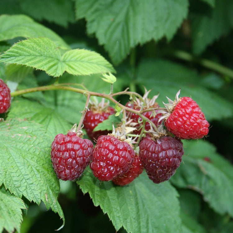 Raspberry 'Sanibelle®' young plants