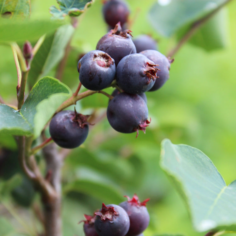 Saskatoon berry 'Saskablue®' young plants