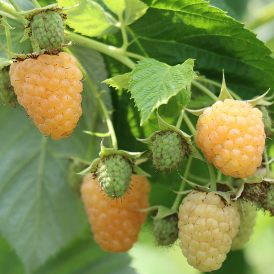 Schlaraffia® raspberry 'Golddigger®' young plants