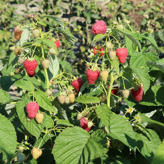 Raspberry Schlaraffia® 'Naschmich®' young plants