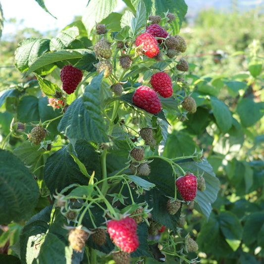 Raspberry Schlaraffia® 'Plentiful®' young plants
