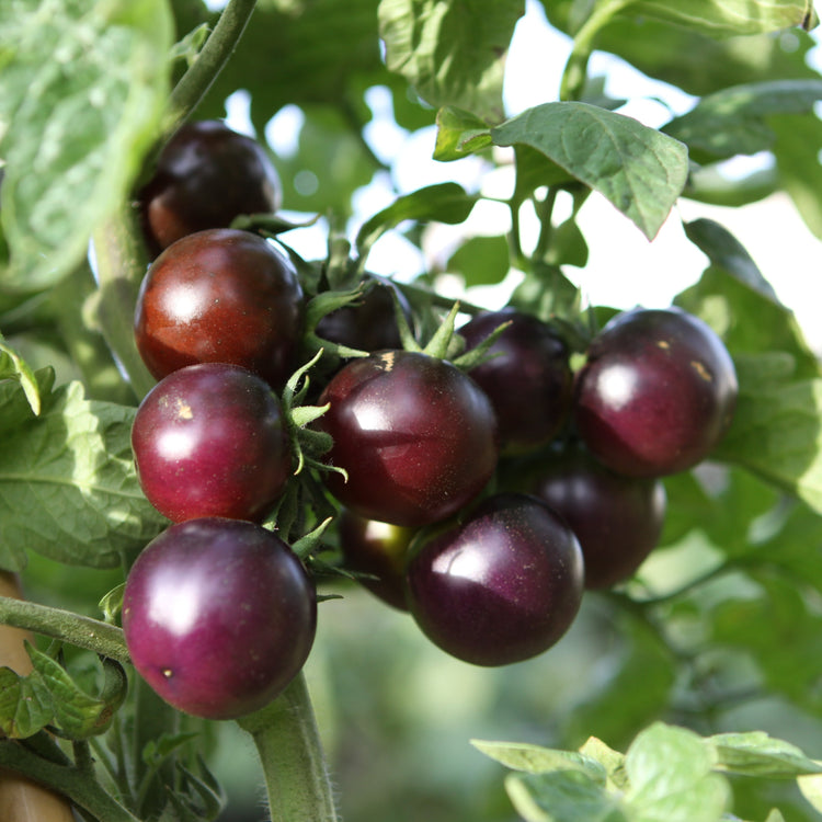 Freilandtomate OpenSky® 'Happyblack®'-Saatgut