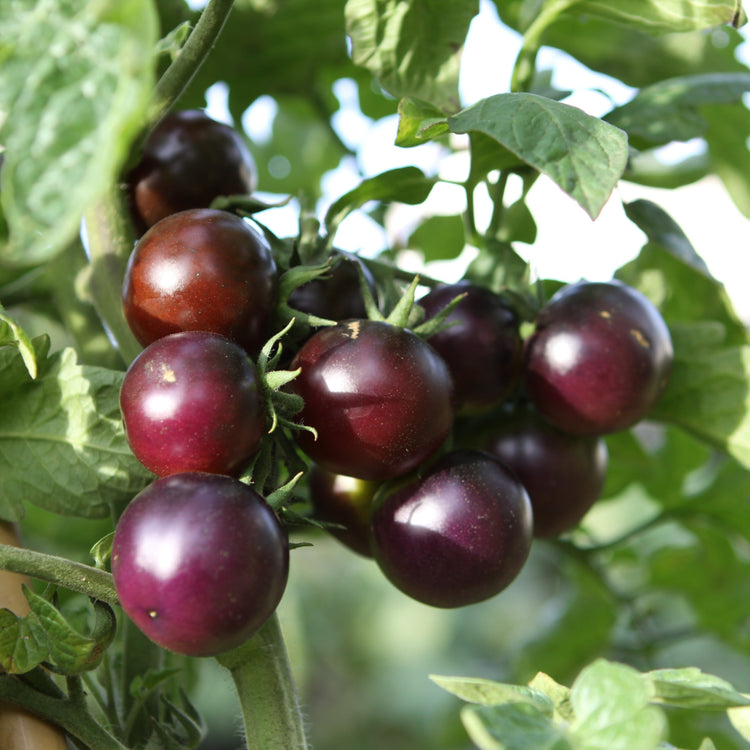 Tomate OpenSky® 'Happyblack®'-Jungpflanzen