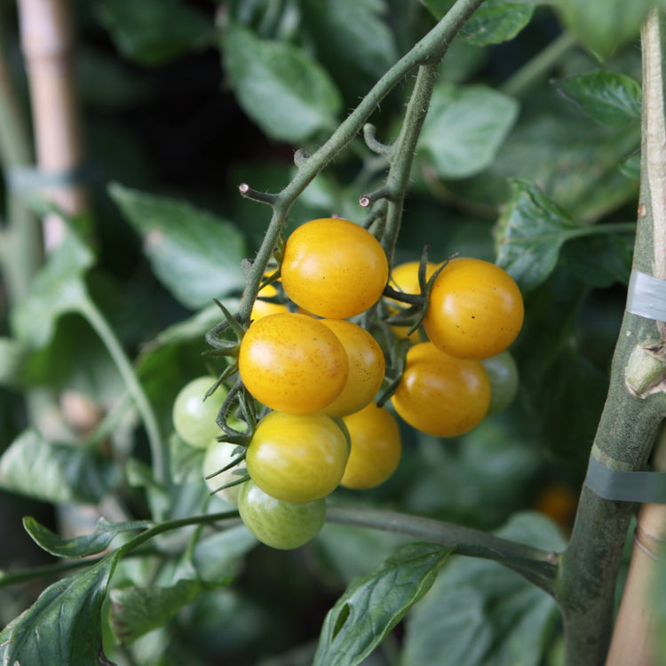 Tomate OpenSky® 'Morningsun®'-Jungpflanzen