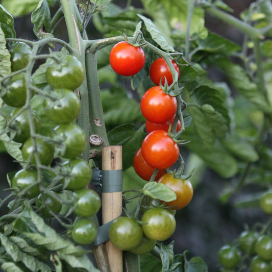 Freilandtomate OpenSky® 'Sugared®'-Jungpflanzen