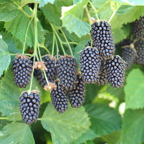 Blackberry 'Columbia Star' young plants